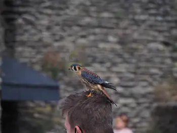 Birds of prey show at Chateau de La Roche-en-Ardenne (Belgium)